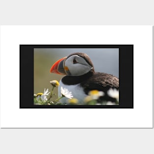 Resting puffin Posters and Art